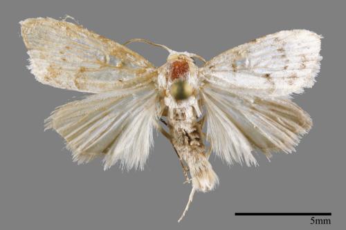 <已分類>Family：Noctuidae[夜蛾科][00011897]