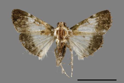 Teliphasa albifusa[00065717]