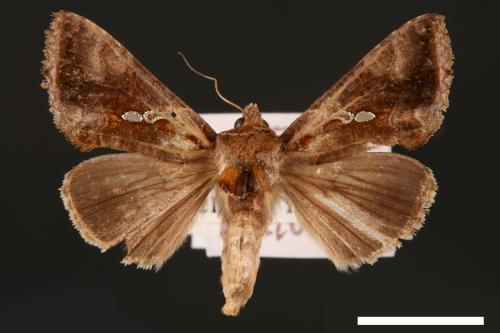 Chrysodeixis eriosoma[南方錁夜蛾][00003482]