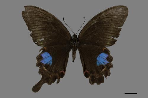 Papilio paris nakaharai[大琉璃紋鳳蝶][00093838]