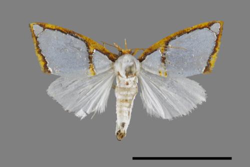 Titulcia confictella[斑表瘤蛾][00091478]