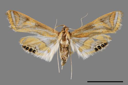 Eoophyla conjunctalis[00064895]