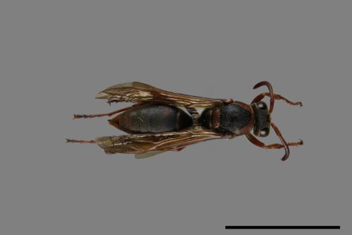 Polistes eboshinus[姬長腳蜂][00072631]