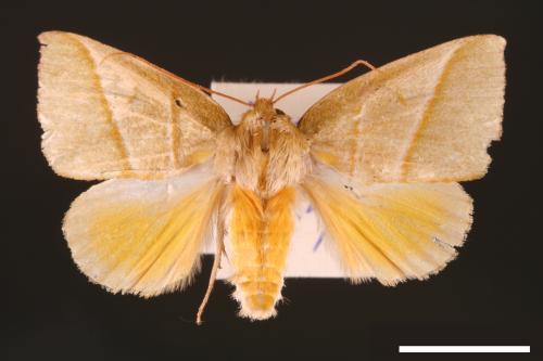 Hylophilodes tsukusensis[00004444]