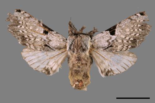 Harpyia microsticta baibarana[小點枝背舟蛾][00053903]