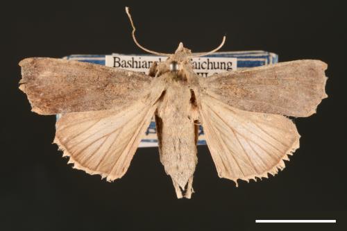 Agrotis segetum[蕪菁夜蛾][00000695]