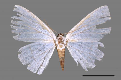Lomographa claripennis[四點素尺蛾][00047064]