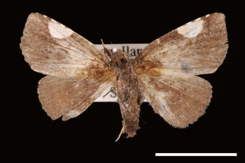 Pangrapta costinotata[00007700]