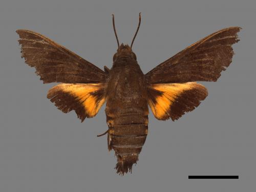 Macroglossum corythus luteata[黃紋長喙天蛾][00017881]