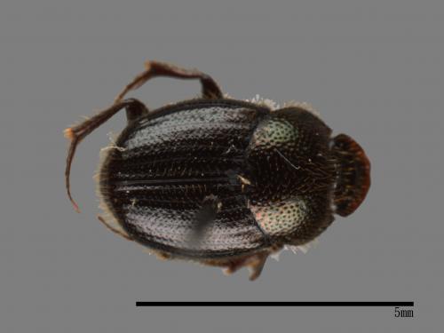 Onthophagus hsui[00043431]