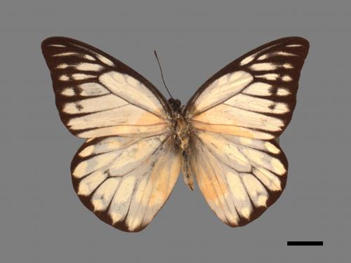 Prioneris thestylis formosana[斑粉蝶][00013950]