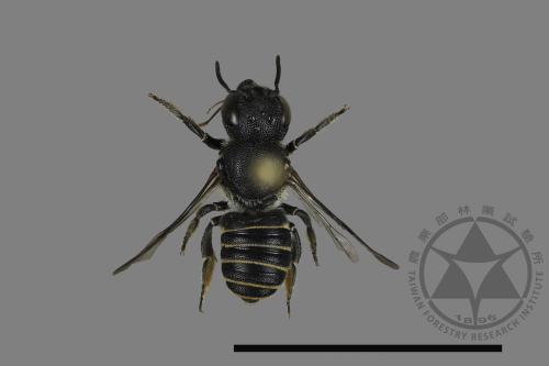 <已分類>Family：Megachilidae[切葉蜂科][00197272]