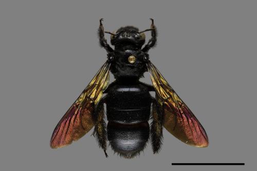 Xylocopa tranquebarorum[銅翼眥木蜂][00101053]