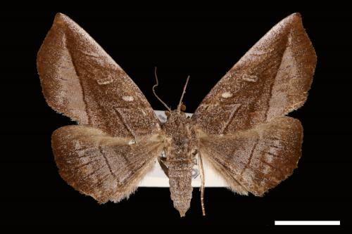 <已分類>Genus：Mecodina[00007472]