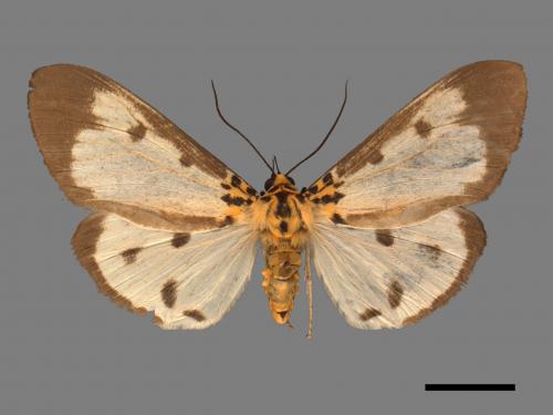 Asota plana lacteata[長斑擬燈蛾][00045138]