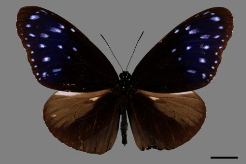 Euploea mulciber barsine[端紫斑蝶][00013381]