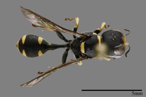 <已分類>Family：Sphecidae[細腰蜂科][00100141]