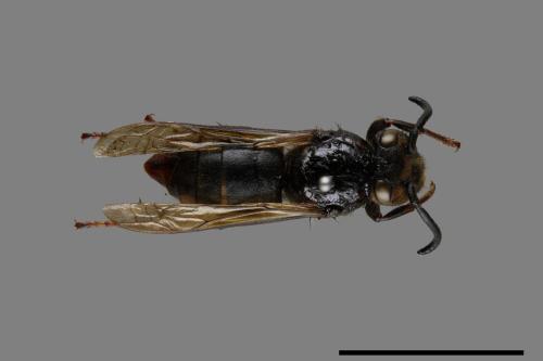 Vespula flaviceps[細黃胡蜂][00073191]