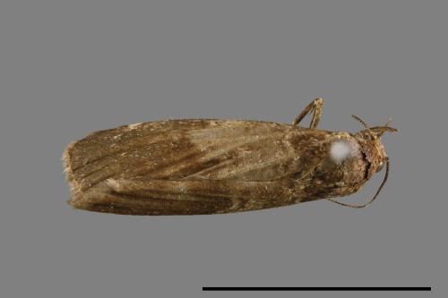 <已分類>Family：Noctuidae[夜蛾科][00010836]