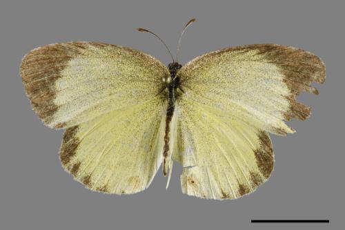 Eurema brigitta bhainana[星黃蝶][00101354]