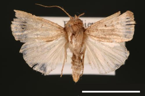 Athetis cognata[00003229]