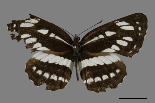 Neptis hylas luculenta[琉球三線蝶][00094563]