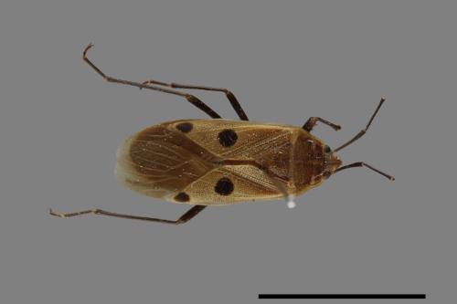 Physopelta quadriguttata[00026232]