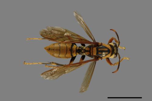 Polistes rothneyi[黃長腳蜂][00119291]