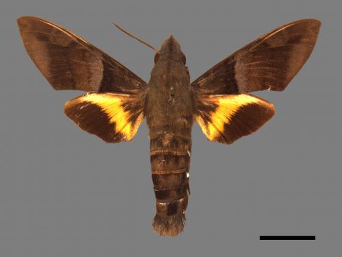 Macroglossum faro faro[法羅長喙天蛾][00016929]