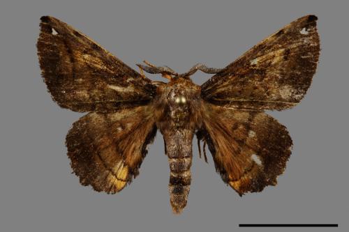 Prismosticta fenestrata[小窗蠶蛾][00092944]