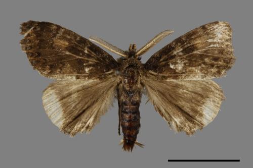 Ilema kosemponica[甲仙毒蛾][00058615]