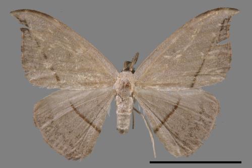 Albara reversaria opalescens[單帶鉤蛾][00039671]