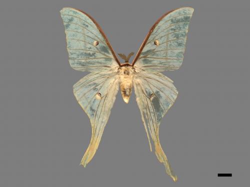 Actias selene ningpoana[長尾水青蛾][00016321]