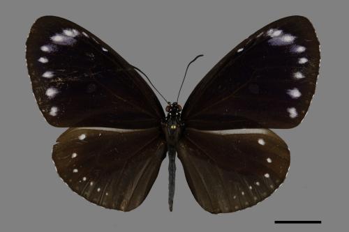 Euploea tulliolus koxinga[小紫斑蝶][00101524]