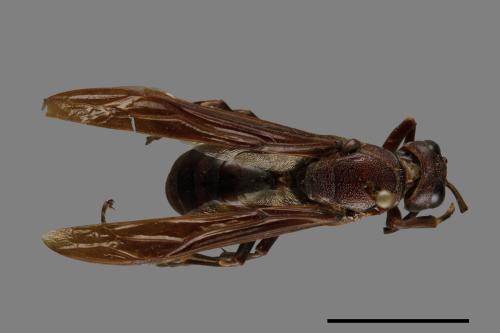 Polistes gigas[巨長腳蜂][00074410]