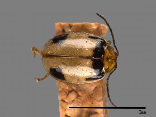 <已分類>Family：Chrysomelidae[金花蟲科][00081164]