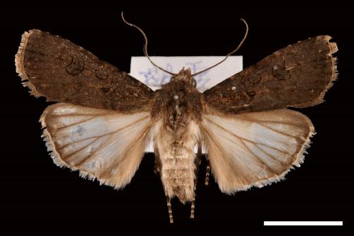 Agrotis segetum[蕪菁夜蛾][00058977]