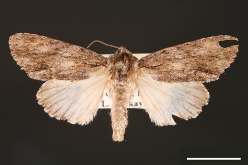 Acronicta denticulata pernivea[00000375]