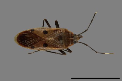 Physopelta quadriguttata[00046277]