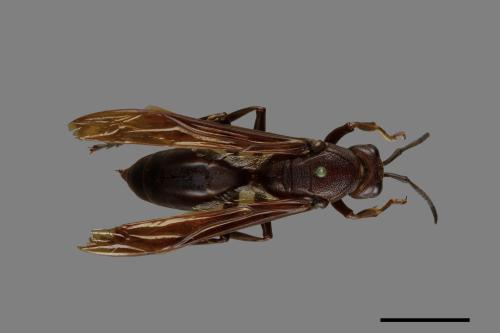 Polistes gigas[巨長腳蜂][00074383]