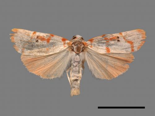 Cyana hamata[優雪苔蛾][00039821]