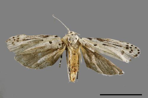 Ethmia lineatonotella[點帶織葉蛾][00061466]