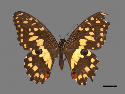 Papilio demoleus[無尾鳳蝶][00015260]