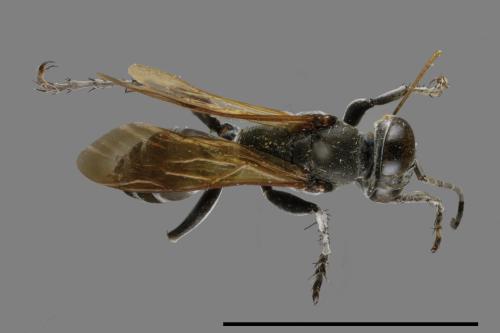 <已分類>Family：Sphecidae[細腰蜂科][00073890]