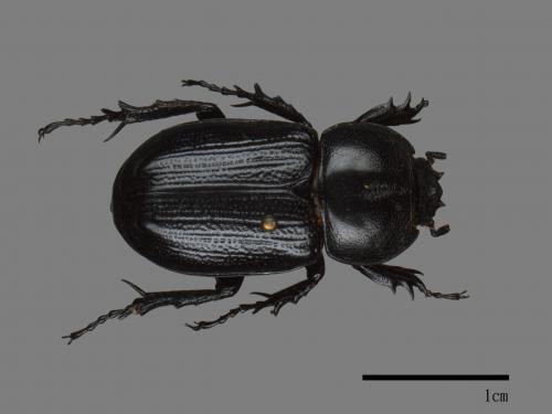 Eophileurus chinensis chinensis[微獨角仙][00080245]