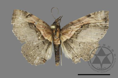 Lepidoptera unknown(lepidoptera[鱗翅目][00177786]