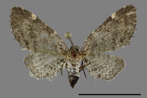 <已分類>Family：Geometridae[尺蠖蛾科][00091244]