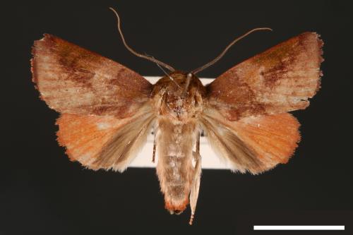Carea internifusca[間赭瘤蛾][00004590]