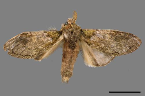 Syntypistis umbrosa[齒紋跨白舟蛾][00057336]