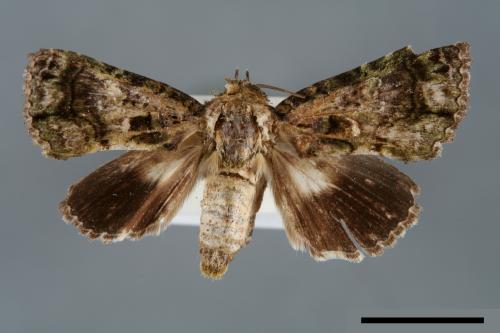 Aedia perdicipennis[00007058]